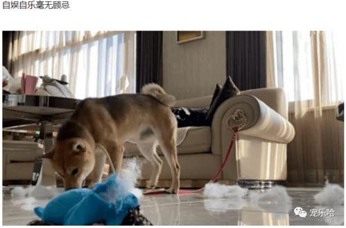 顽皮哥视频,欢乐无限,趣味横生的搞笑瞬间回顾